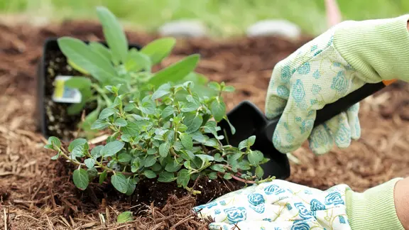 Schokolademinze wird ins Beet gepflanzt