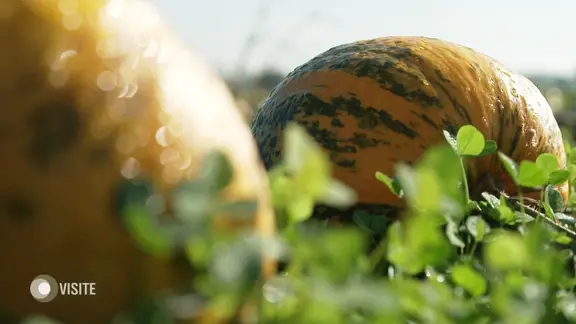 Ein grün-gelber Kürbis liegt erntereif auf einem Feld.