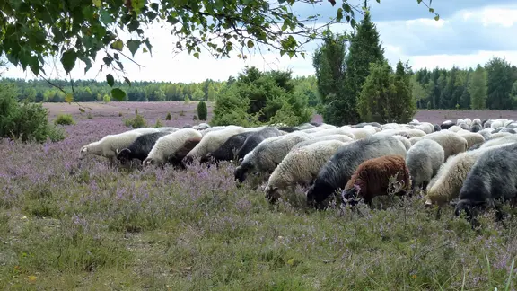 Heidschnucken in der Misselhorner Heide