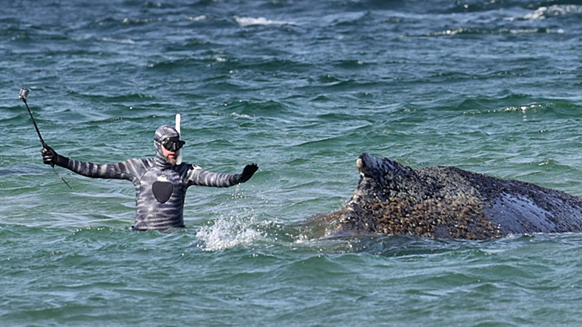 Gestrandeter Wal in Ostsee bewegt sich mindestens zehn Meter