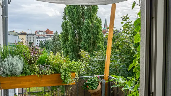 Gemse auf dem Balkon anbauen: So einfach geht es | ndr.de