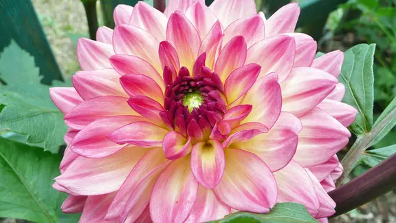 Die Blüte einer Seerosen-Dahlie.