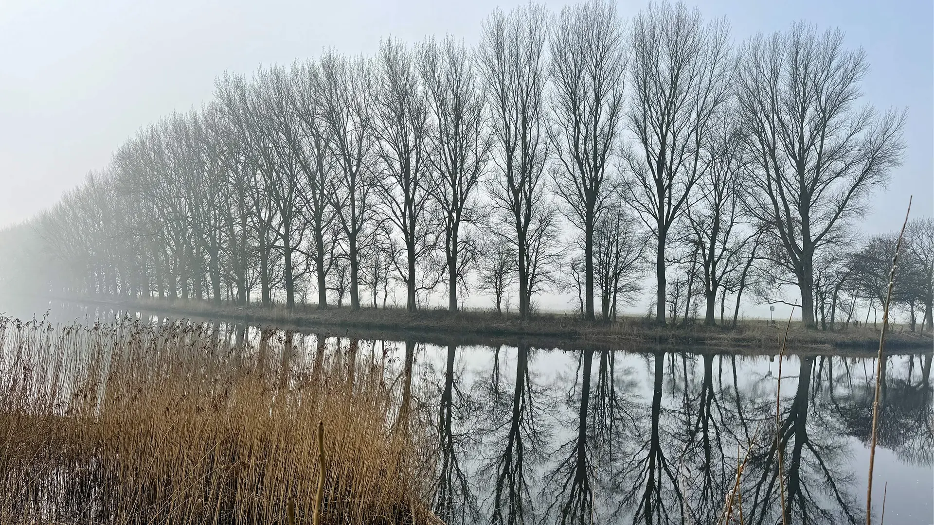 Pappeln an der Eider sollen gefällt werden: Baumbestand wird kartiert