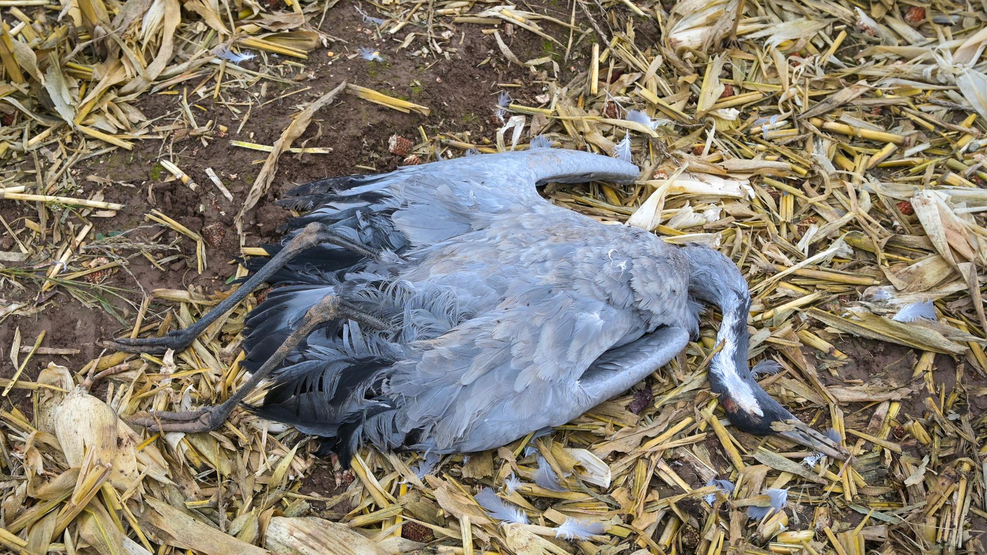 Vogelgrippe: So ist der Stand in Hamburg