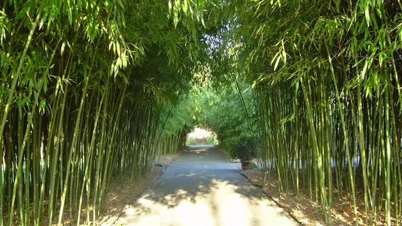 Botanischer Garten Hamburg: Naturschtze aus aller Welt | ndr.de