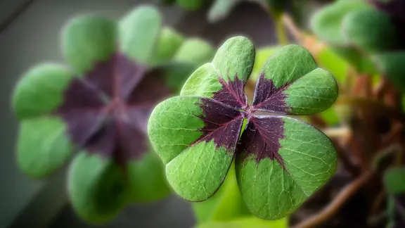 Glücksklee benötigt einen eher kühlen, aber hellen Standort. | Colourbox, Wolfgang Zwanzger Vierblättrige Kleeblätter
