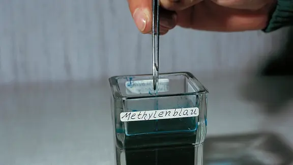 Ein Ausstrich wird in den Farbstoff Methylenblau getaucht. | Picture-Alliance/Klett GmbH | Aribert Jung Ausstrich wird in Methylenblau getaucht