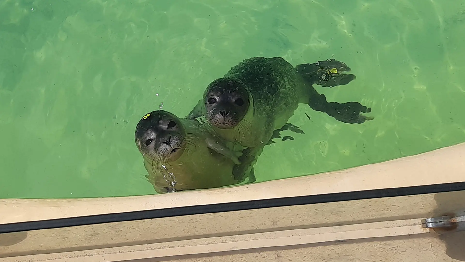 Knopfaugen und nasse Nasen: Einblick in die Seehundstation | ndr.de