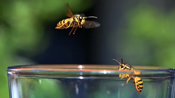 Zwei Wespen fliegen an ein Trinkglas.