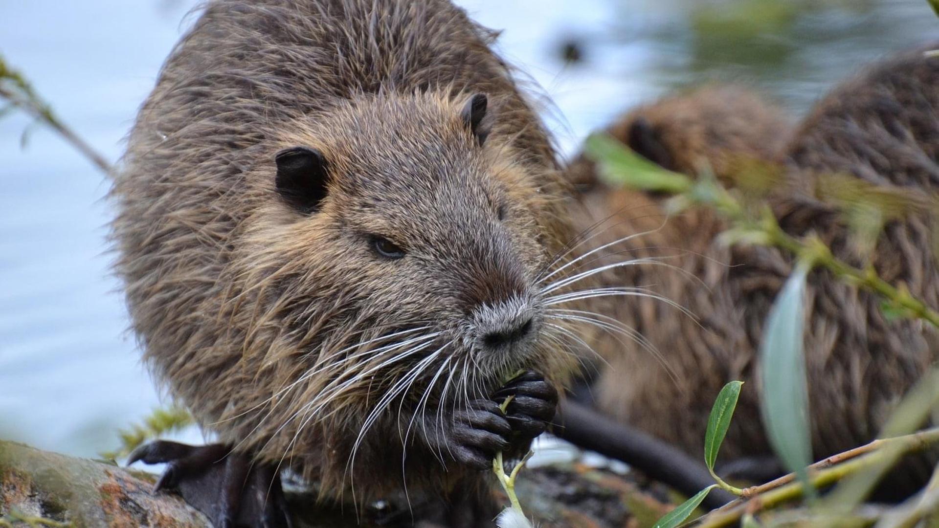 Invasive Art: Biberratte breitet sich in Hamburg aus