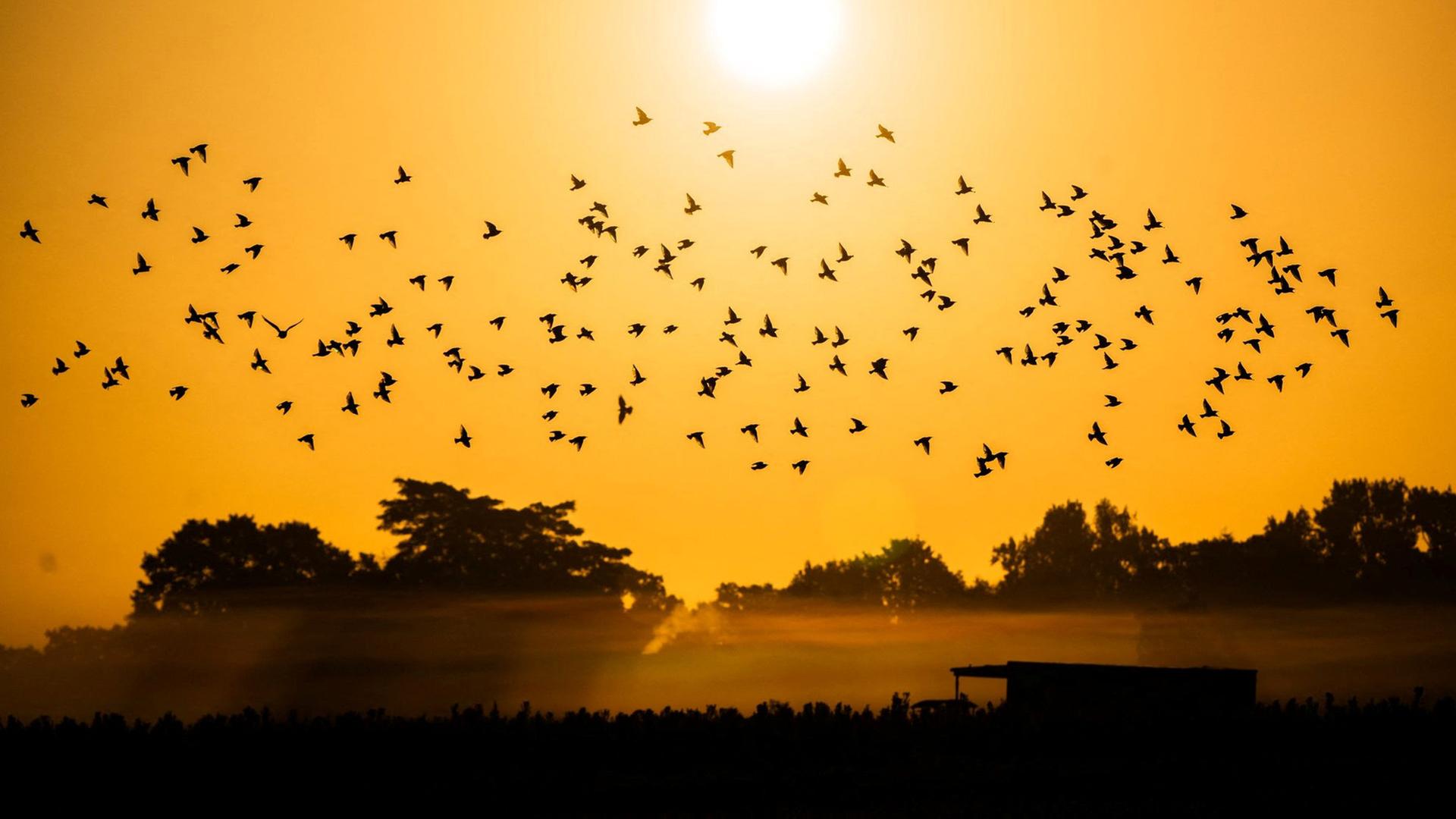 Ein Starenschwarm fliegt bei Sonnenaufgang über Felder am Hannover Airport. | dpa-Bildfunk, Julian Stratenschulte