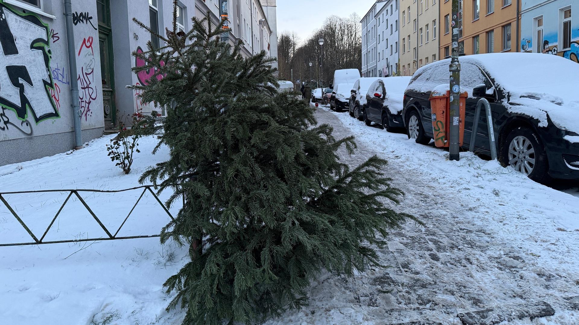 Region Rostock: Abholung ausgedienter Weihnachtsbäume startet