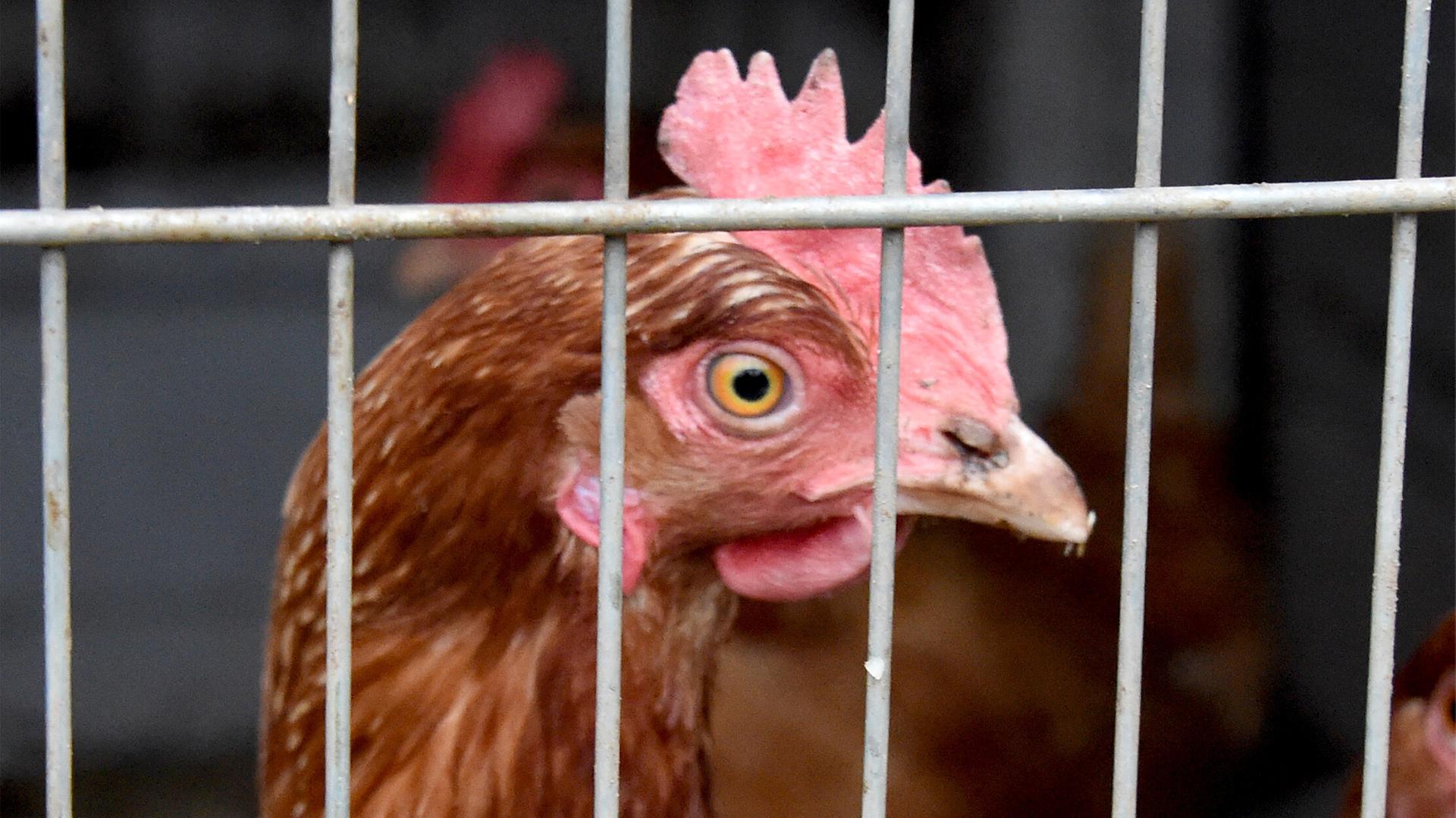 Vogelgrippe in SH: Ministerium setzt landesweite Regeln in Kraft