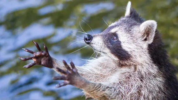 Ein Waschbär hält die Pfoten hoch.