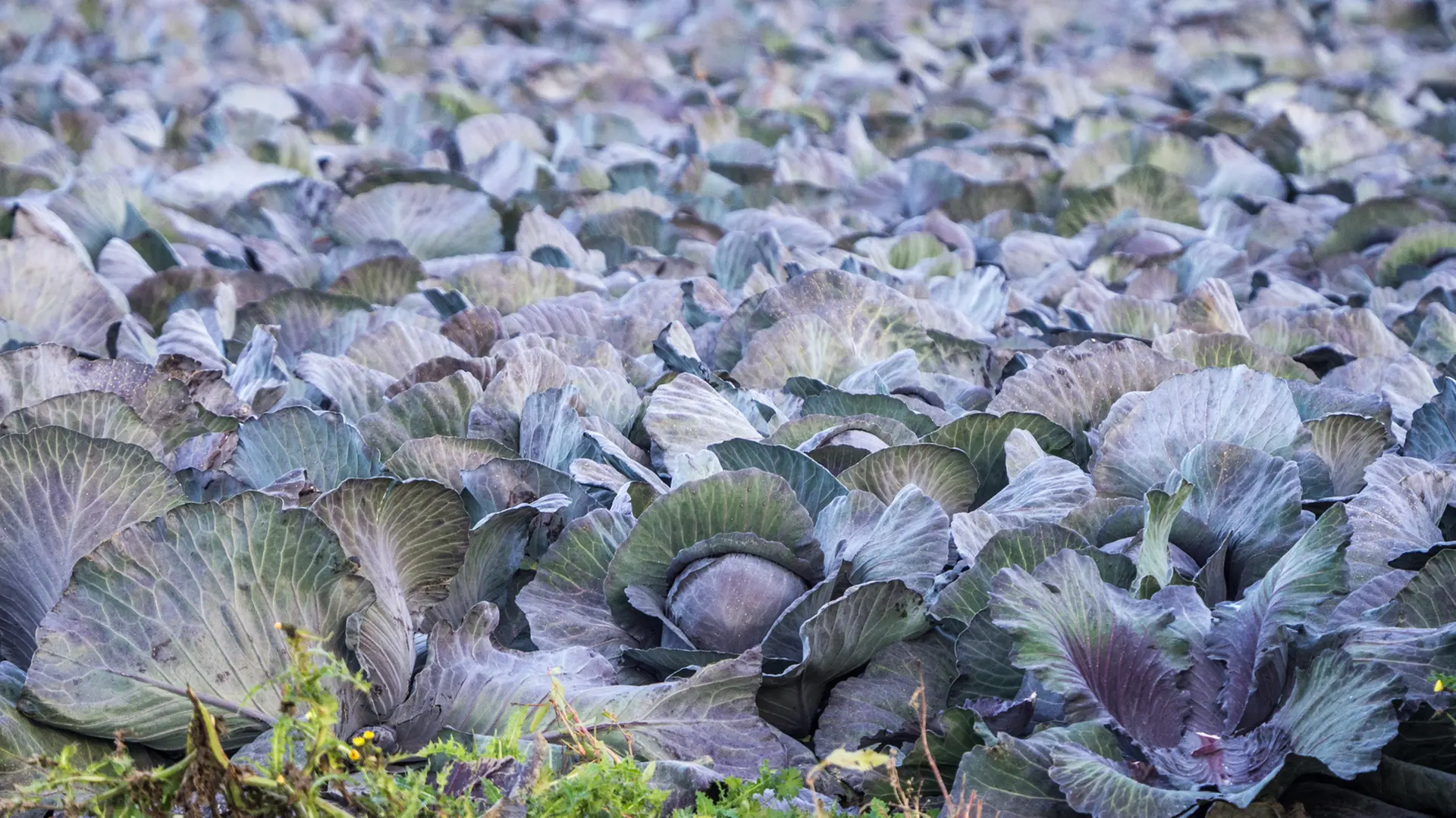 300 Kohlköpfe vom Feld geklaut