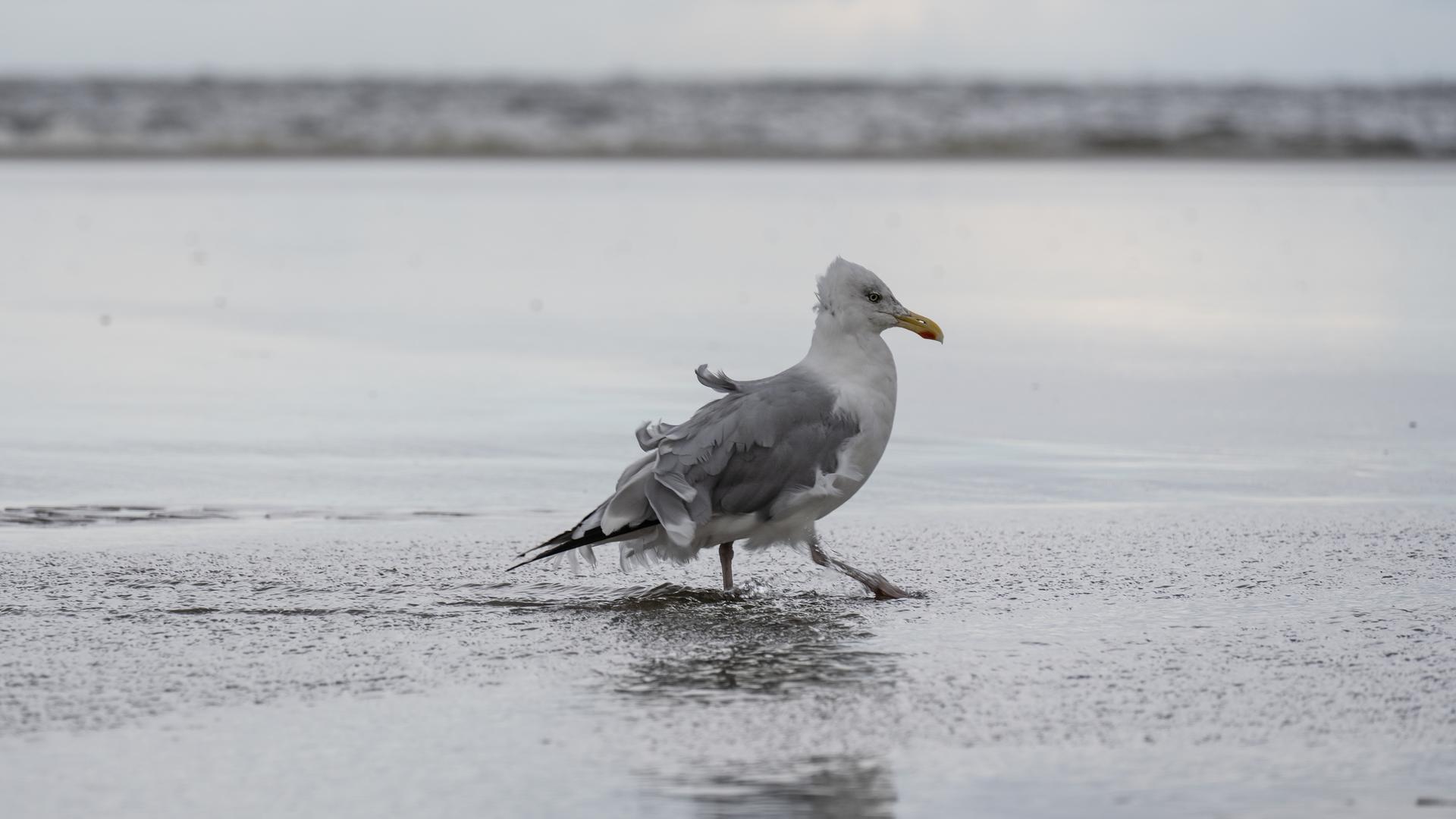 Das Bild zeigt eine Möwe, die von Sturm und Regen zerzaust ist. Aufgenommen wurde das Foto heute Vormittag am Strand von Langeoog. | NDR, Lorenz Wodzinski