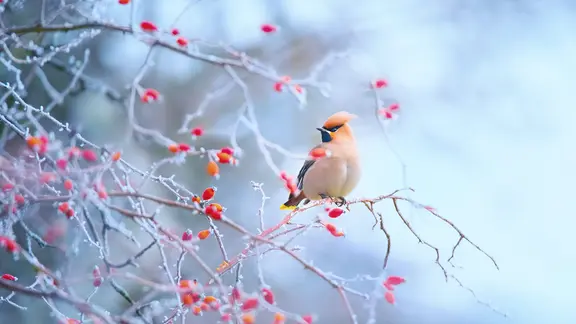 Strucher mit Beeren: Schne Deko und Vogelfutter | ndr.de
