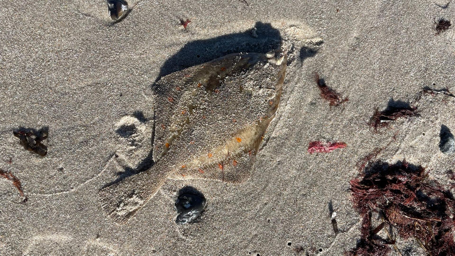 Fischsterben bei Rostock: Seuche ausgeschlossen - Angeln wieder möglich