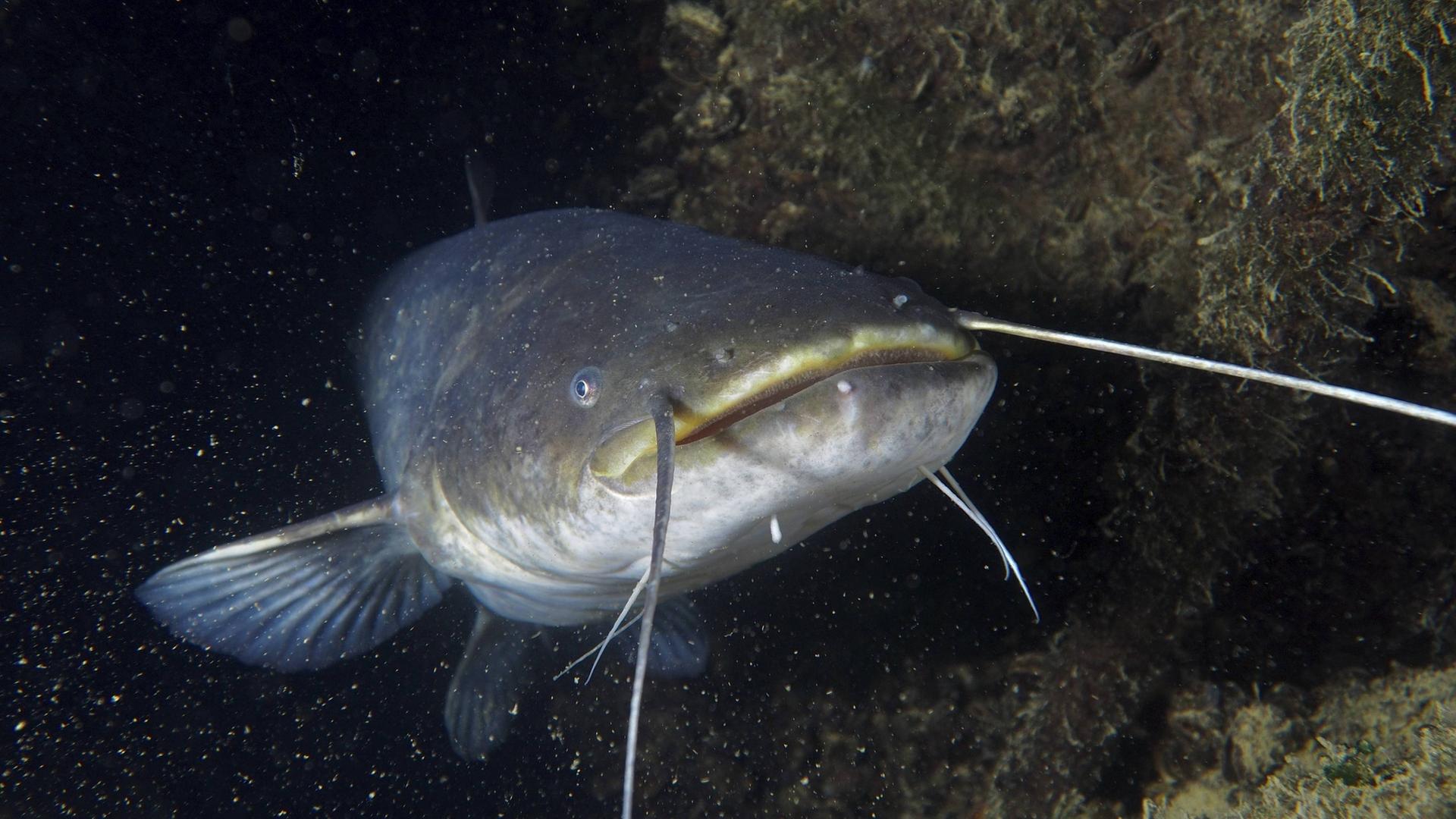 Wels-Angeln: Landesanglerverband für weniger Vorschriften