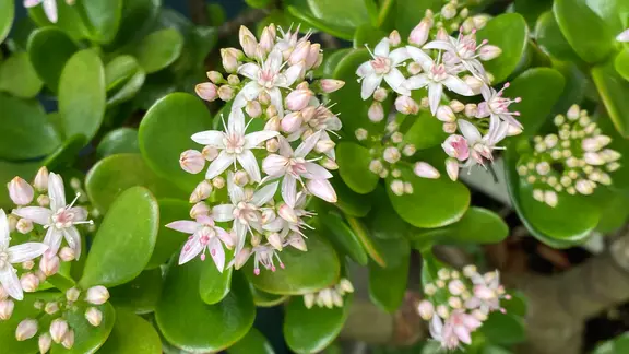 Steht die Pflanze im Herbst kühl, bildet sie zum Jahresende hübsche kleine Blüten. | Colourbox, Aloysius Patrimonio Ein Geldbaum mit Blüten