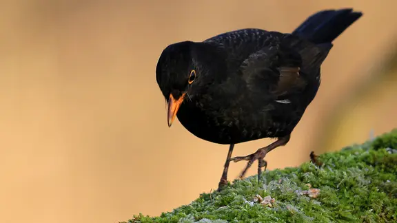 Amsel bei der Nahrungssuche.