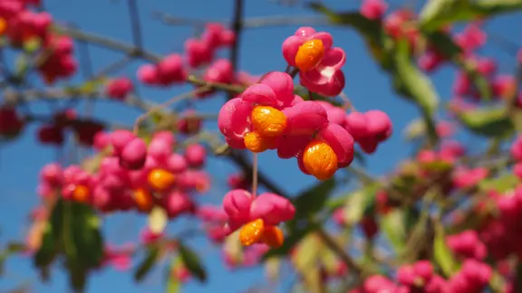 Namensgeber des Pfaffenhütchens sind die roten Beeren, die im geschlossenen Zustand aussehen wie die Hüte römisch-katholischer Kardinäle. | NDR, Anja Deuble Ein rot-orangefarbenes Pfaffenhütchen.