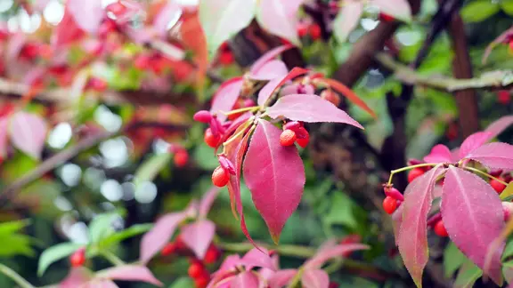 Grüne und rote Blätter sowie rot-pinkfarbenen Früchte an einem Spindelstrauch.