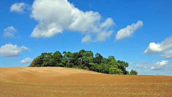 Norbert Brandt aus Neubrandenburg hat bei herrlichem Spätsommerwetter die Naturlandschaft im Naturschutzgebiet Brohmer Berge aufgenommen. Er nannte dieses Foto "Petersilienwald", weil das kleine abgebildete Wäldchen überwiegend aus hochgewachsenen Kiefern besteht, die der Petersiliensorte "Mooskrause" sehr ähnelten. | NDR, Norbert Brandt Eine Baumgruppe steht auf einem Hügel auf einem Feld.