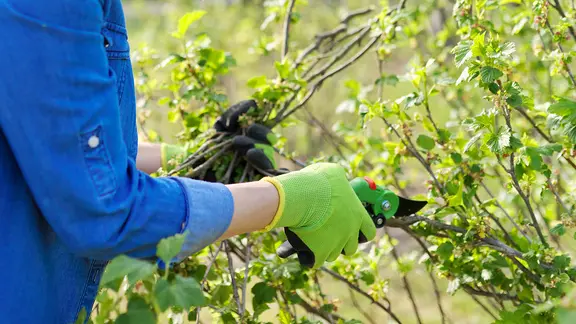 kann man lavendel düngen Purgrün Lavendel-Dünger 1 Liter main image 1