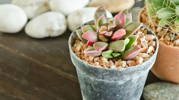 Sukkulenten mögen es sonnig und sollten regelmäßig mit etwas Wasser versorgt werden. | Colourbox, tomgigabite Sukkulenten