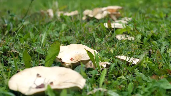 Hexenring: Was hilft gegen die Pilze im Rasen? | ndr.de