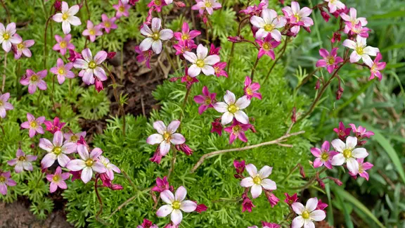 Steinbrech | Fotolia.com, M. Schuppich Steinbrech