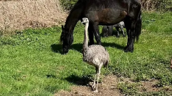Ein Nandu steht auf einer Wiese und schaut in die Kamera. Hinter dem Nandu grast ein Pony.