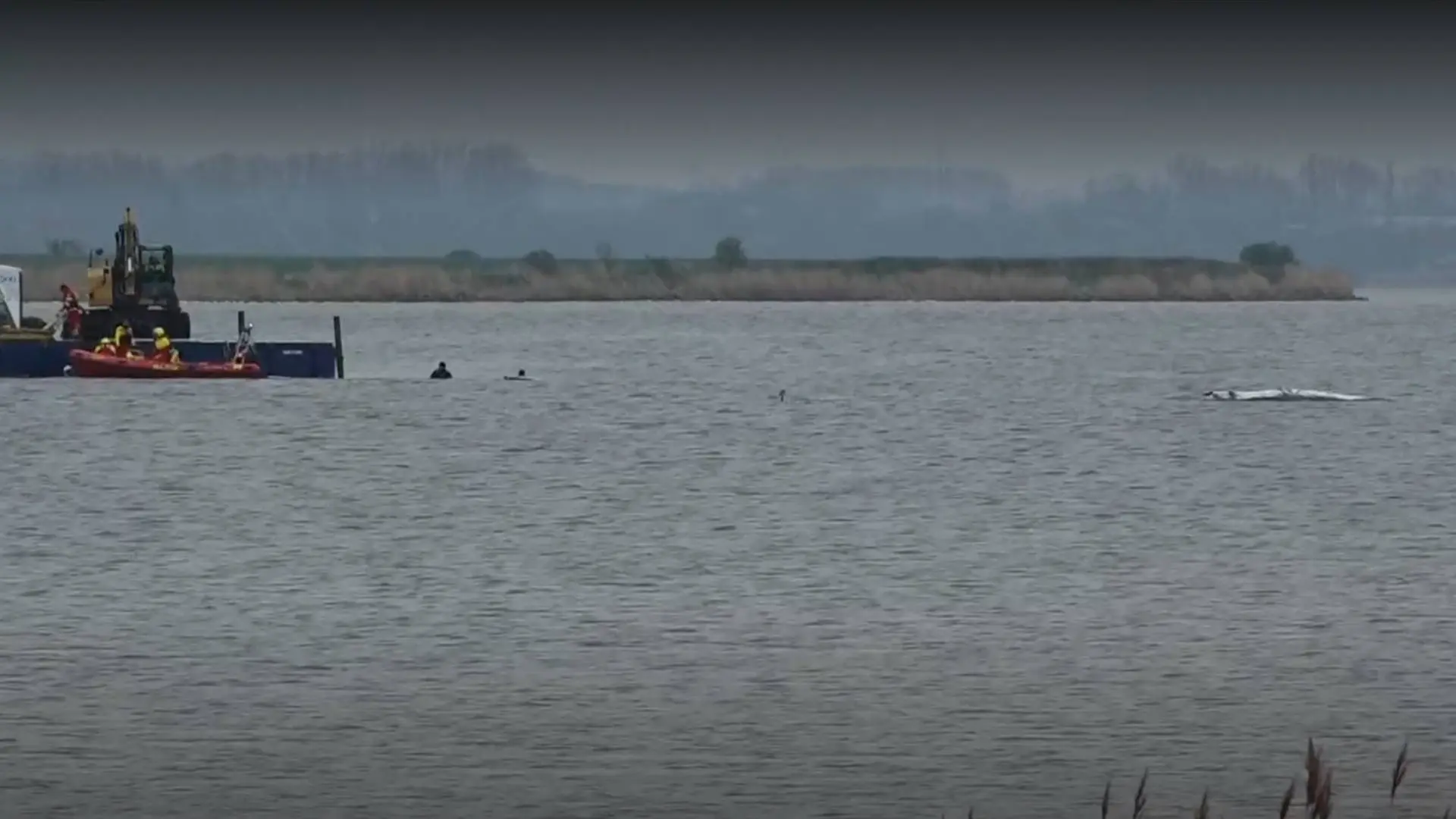 Buckelwal vor Poel: Private Initiative sagt Rettungsversuch am Sonntag ab