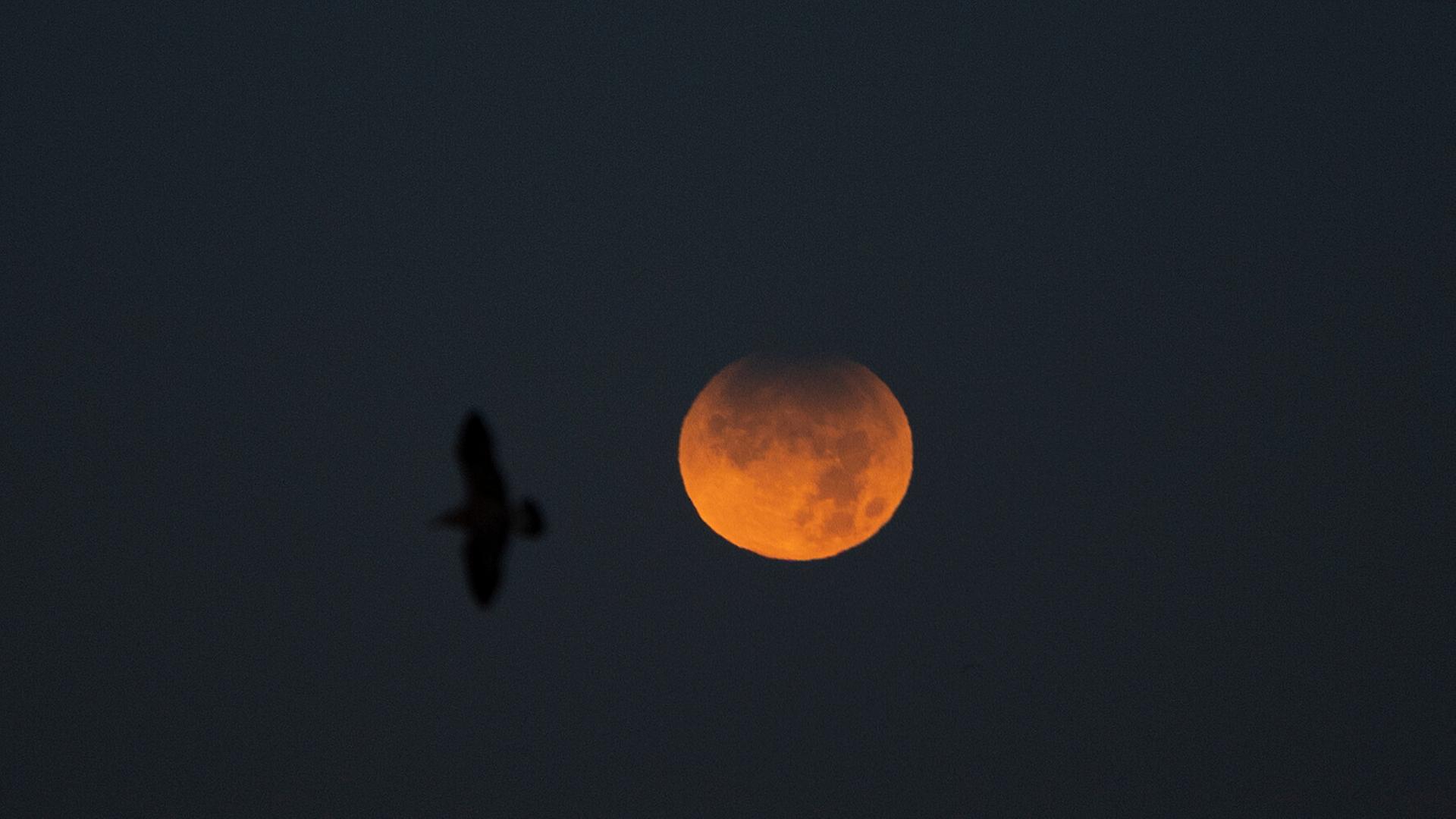 Eine Möwe fliegt in den Himmel, wo eine partielle Mondfinsternis zu sehen ist. | picture alliance/dpa/EUROPA PRESS | M. Dylan