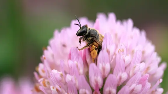 Eine Honigbiene in einer Kleeblüte.
