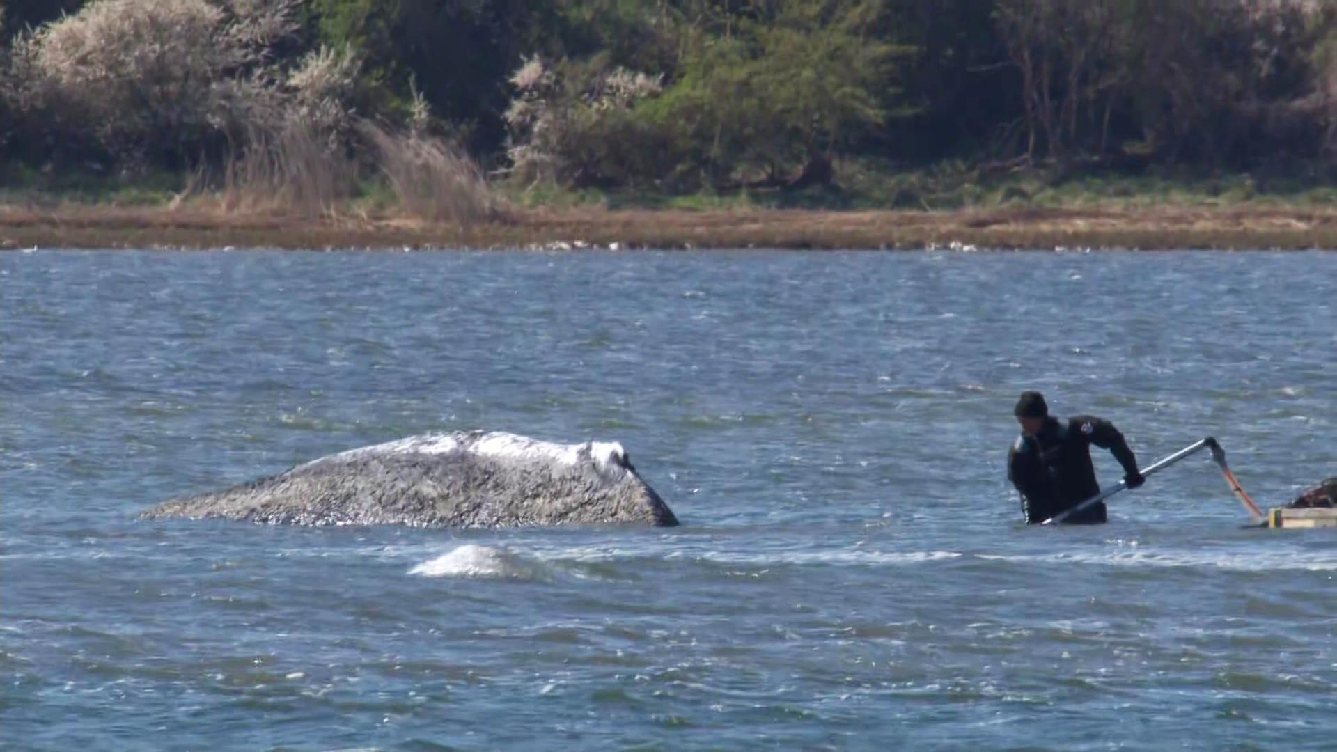 Liveticker zum Ostsee-Wal: Schwere Vorwürfe von Tierärztin – parallel wird Platz gemacht