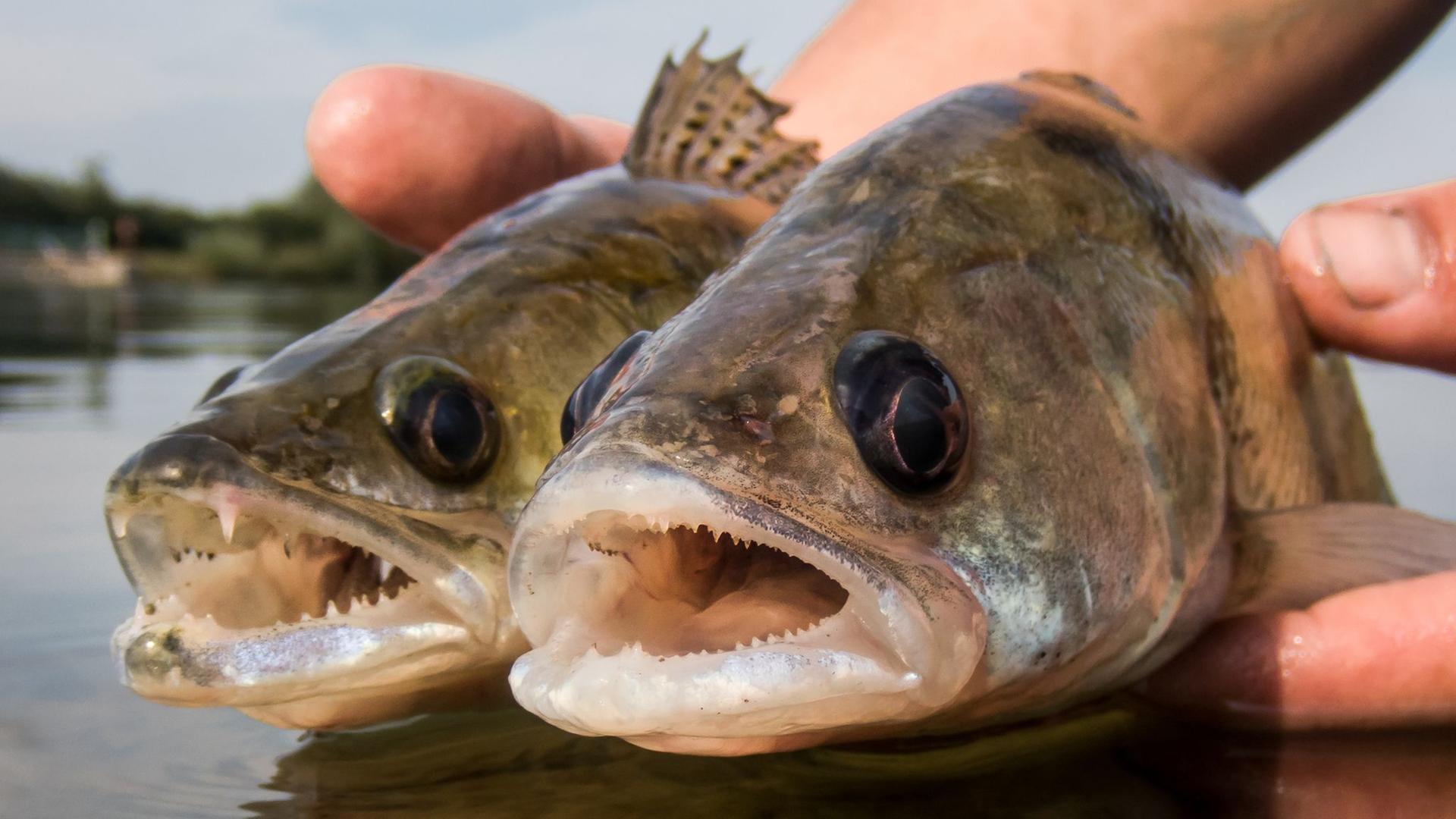 Ein Wolgazander (r) und ein Zander werden nebeneinander gehalten | dpa-Bildfunk, M. Emmrich/Anglerverband Niedersachsen