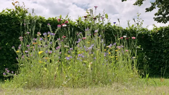 Eine Wildblumenwiese im Sommer mhen | ndr.de