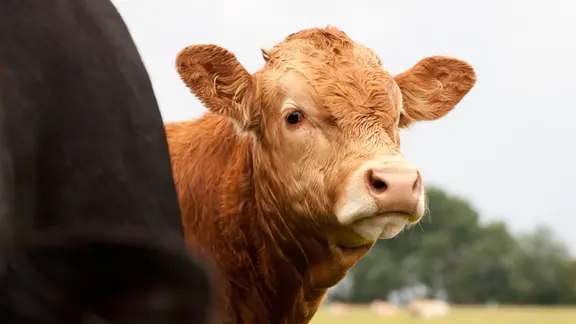 Braune Kuh
