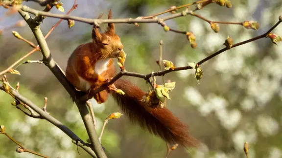 Ein Eichhörnchen riecht an einer Platanenknospe.