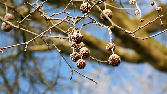 Die Platane (Platanus acerifolia) | ndr.de