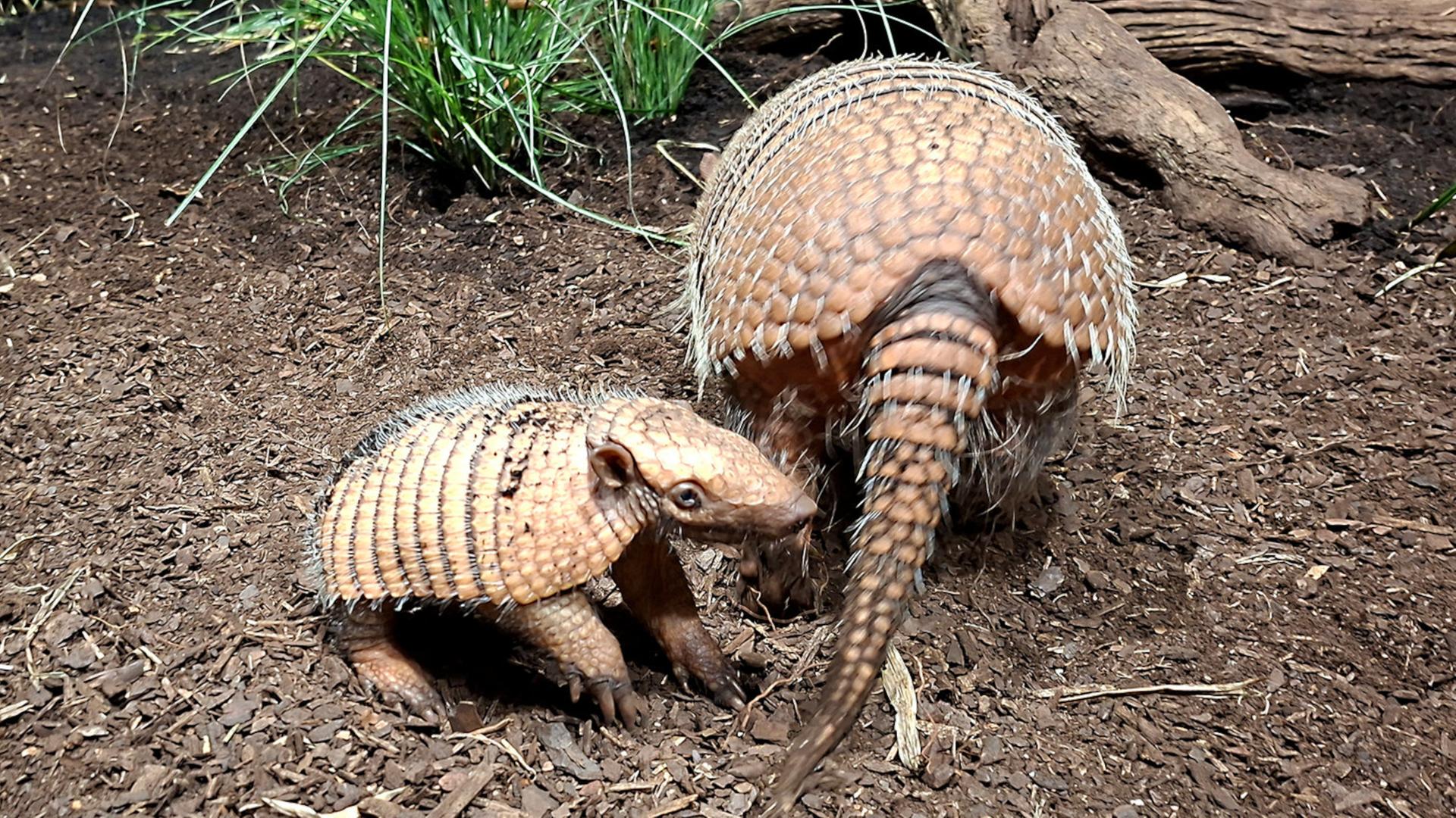 Tierpark Hagenbeck freut sich über Nachwuchs bei Gürteltieren