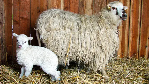 In vielen Tierparks gibt es den ersten Nachwuchs, etwa bei den Schafen. | Arche Warder, Lisa Iwon Ein kleines Lamm steht bei seiner Mutter im Stall.