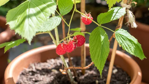 Himbeeren schneiden, pflanzen und pflegen | ndr.de