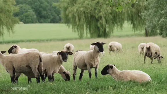 Eine Gruppe von Schafen steht auf einer Wiese.