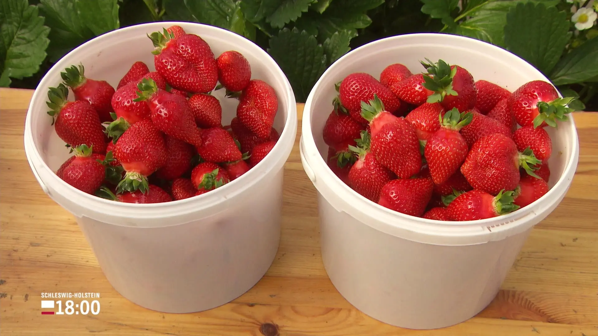 Erdbeeren: Erntesaison startet dieses Jahr früher
