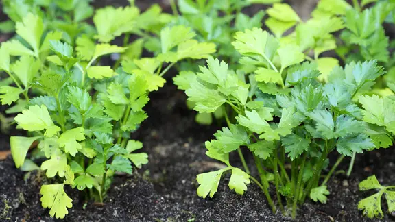 Glatte Petersilie in der Erde