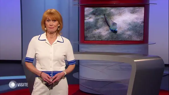 Vera Cordes moderiert Visite.