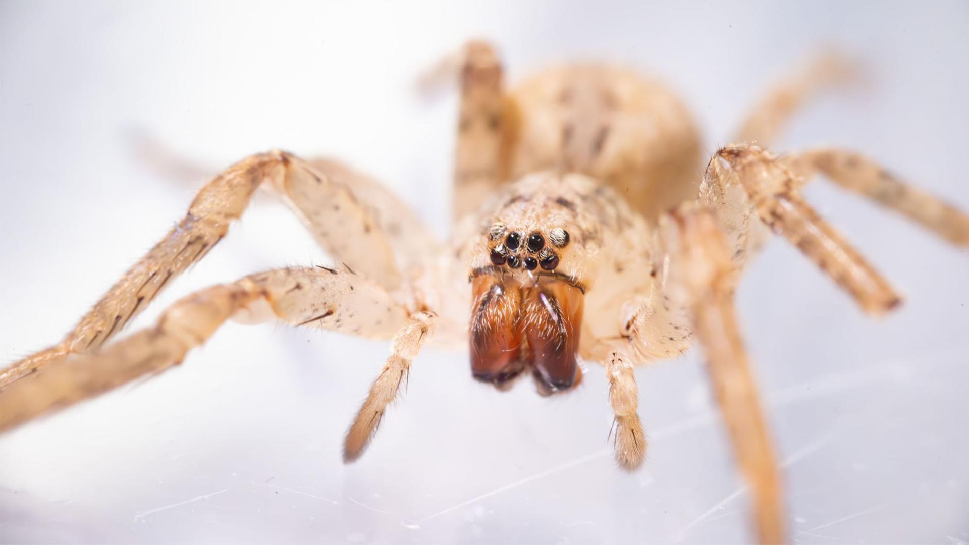 Nosferatu-Spinne breitet sich aus: Immer mehr Meldungen aus 